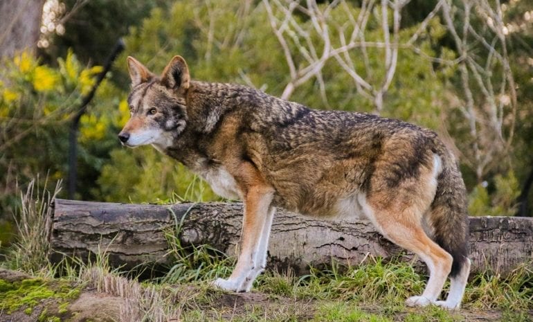 A wolf standing on a log