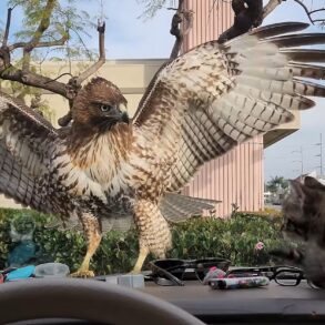 Red tailed hawk kitten