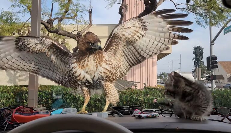 Red tailed hawk kitten
