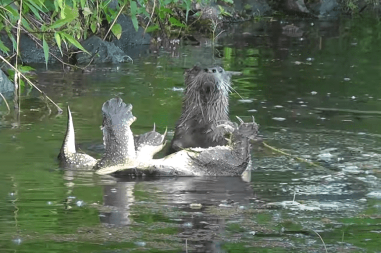 A group of animals in water