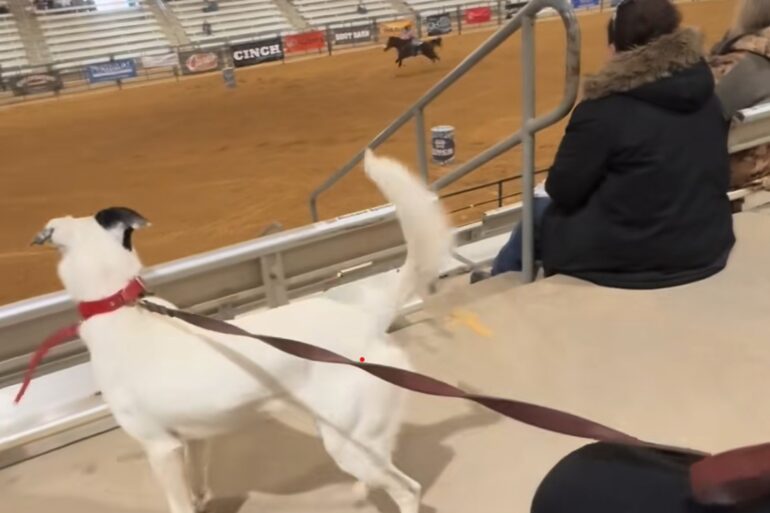 Dog rodeo