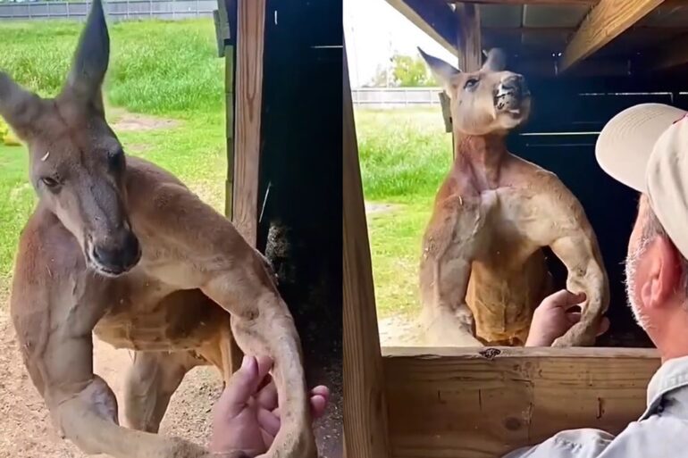 jacked kangaroo