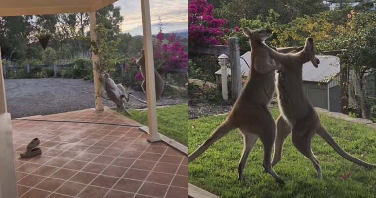 Kangaroo fight