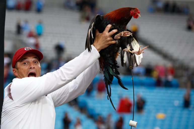 Rooster USC