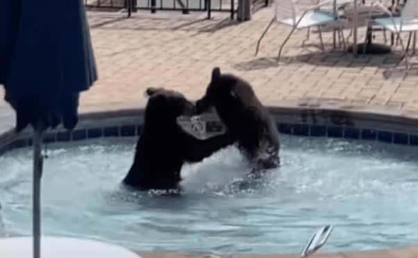 Two bears playing in a pool