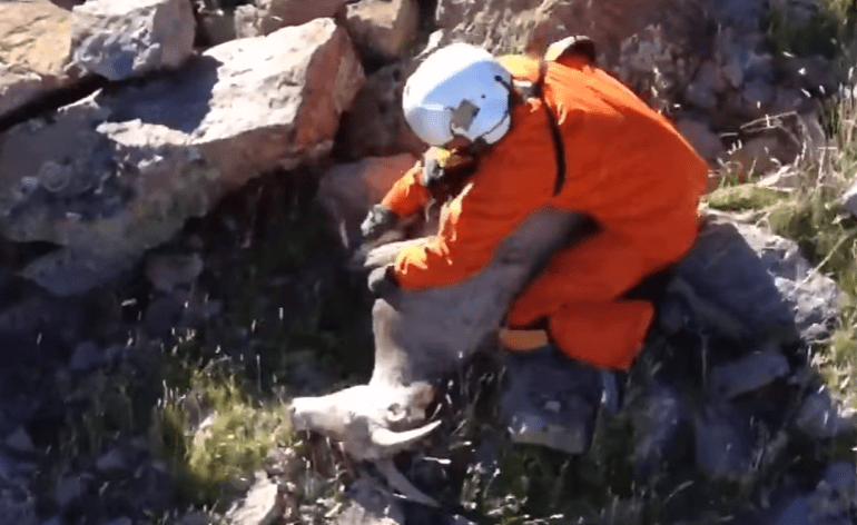 guy wrestles sheep