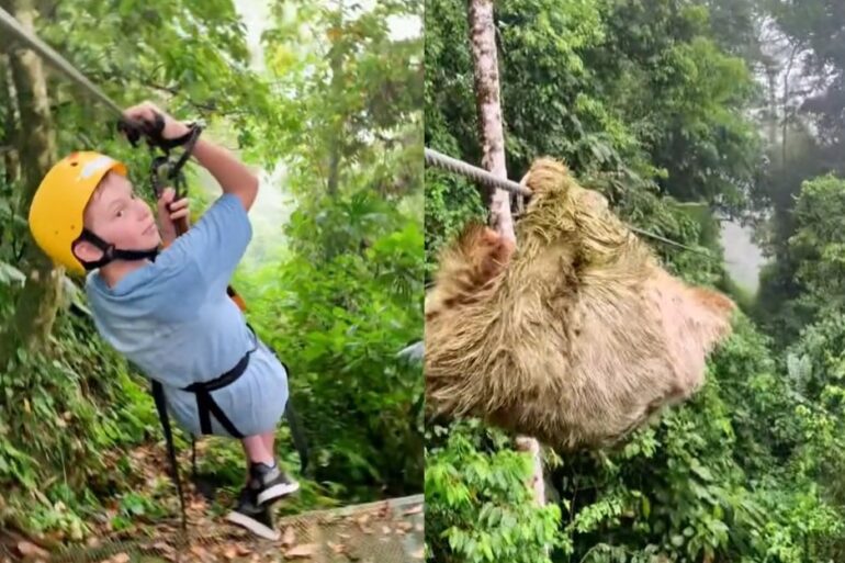 Sloth zip line