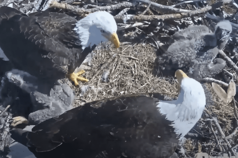 bald eagle drops cat in for eaglets