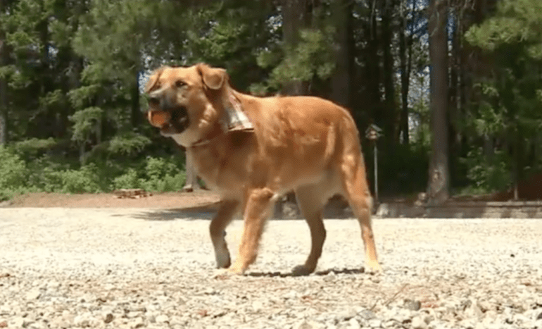 A dog running on a dirt road