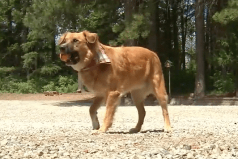 A dog running on a dirt road