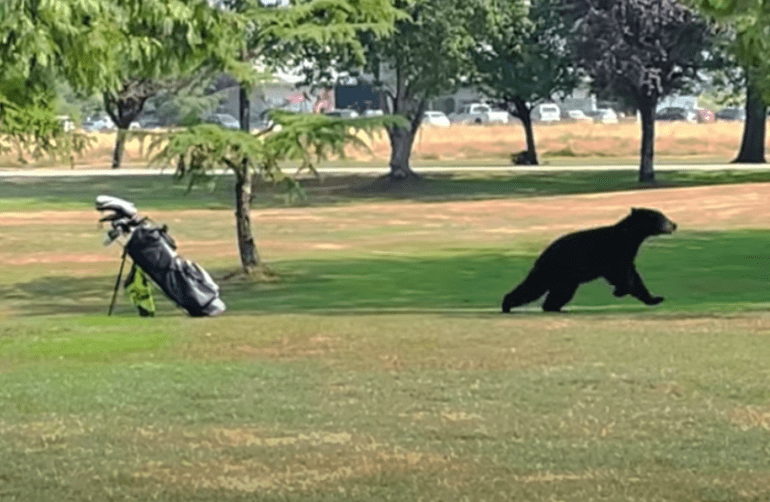 A bear walking in a park