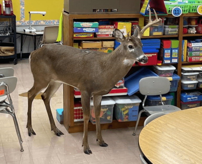 A deer standing in a room