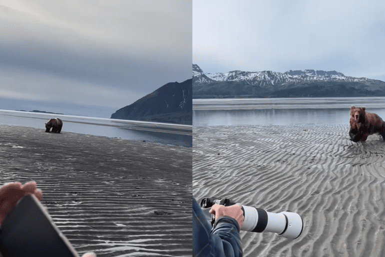 Bear charge alaska