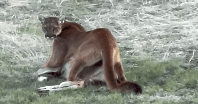 Mountain lion
