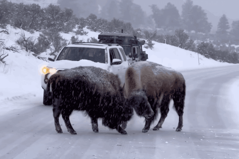 Yellowstone Bison