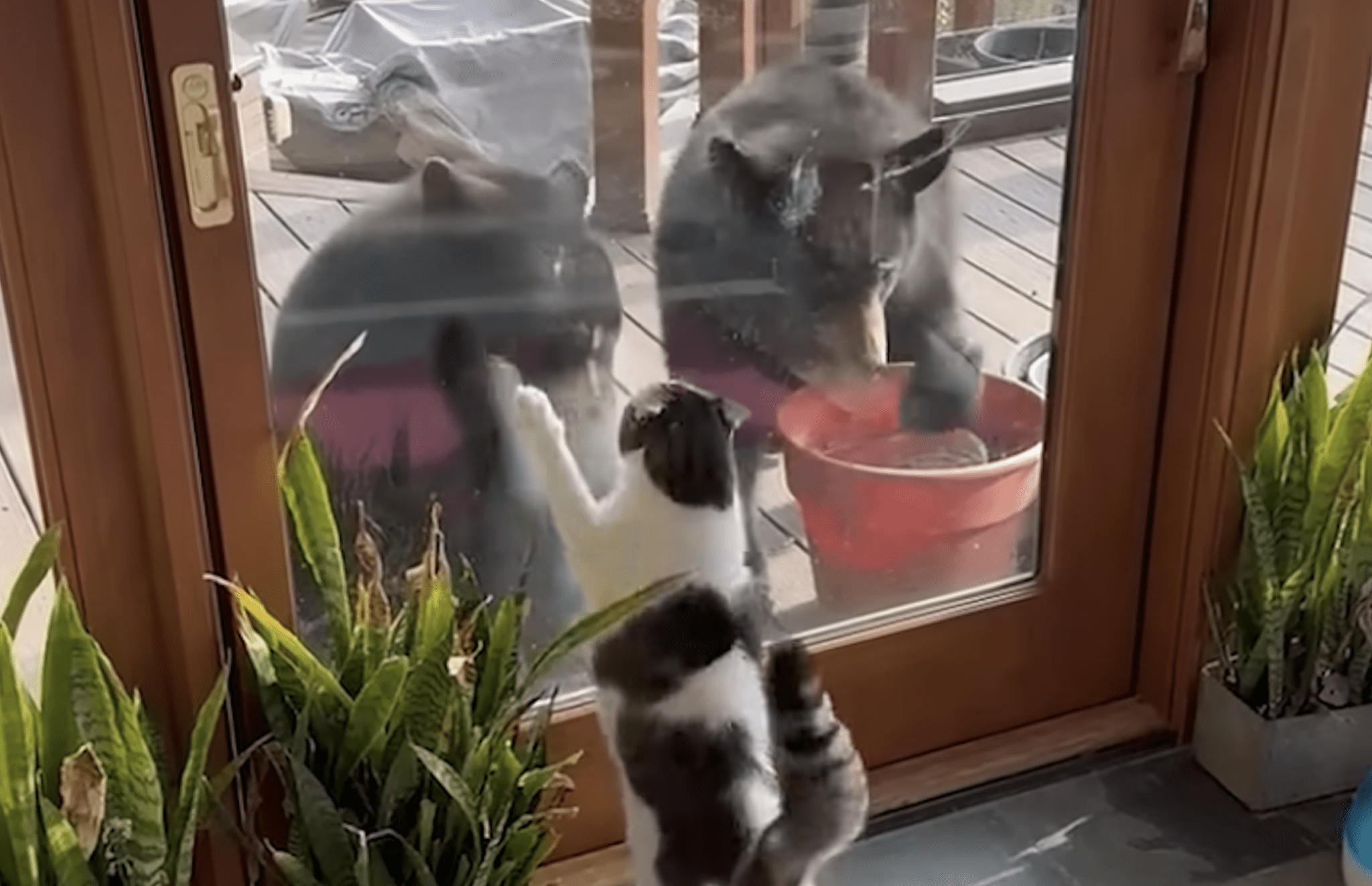 WATCH: House Cat Fearlessly Battles Pair Of Bear Cubs Through The Window Of North Carolina Home