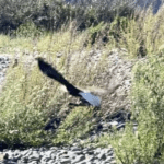 Bald Eagle Oregon
