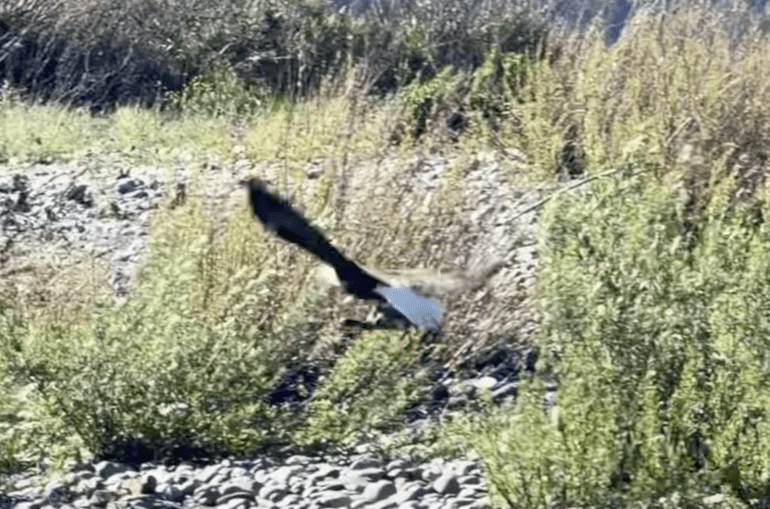 Bald Eagle Oregon