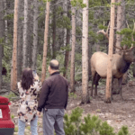 Elk Rocky Mountain