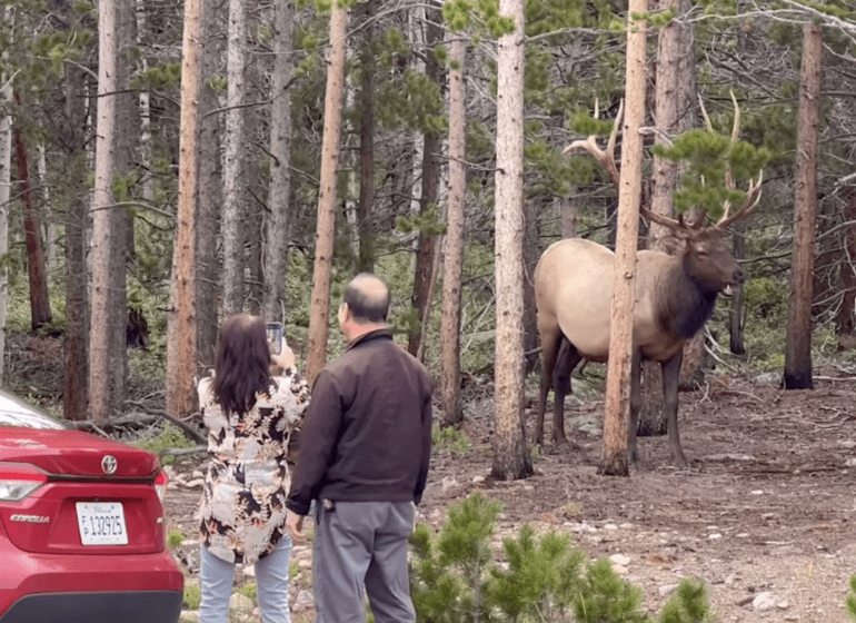 Elk Rocky Mountain