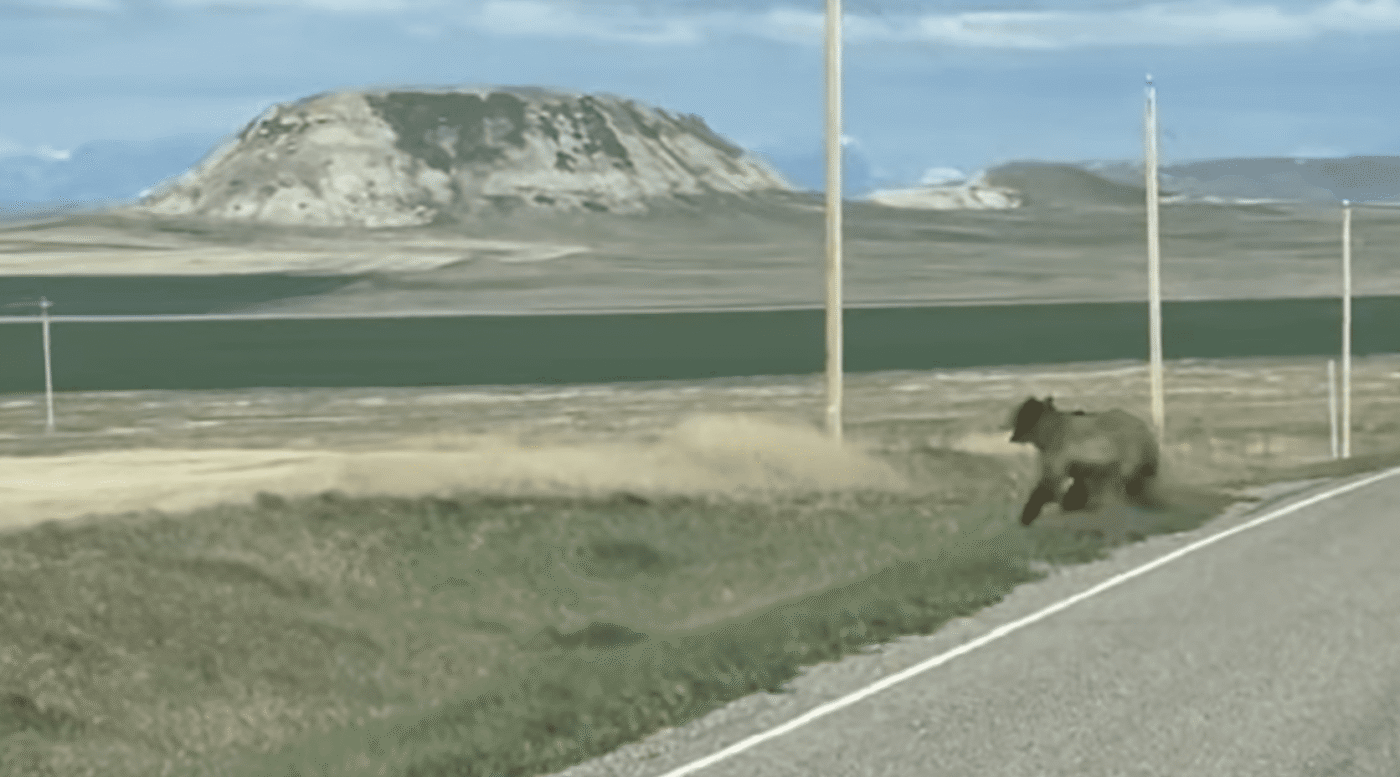 Grizzly Bear Brings Car To a Halt Sprinting Across Montana Road