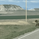 Grizzly bear montana