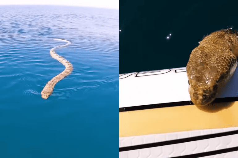 Sea Snake