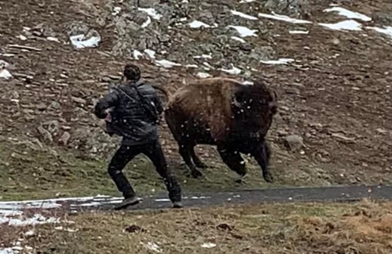 A person walking a buffalo on a road