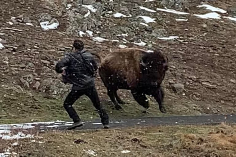 A person walking a buffalo on a road