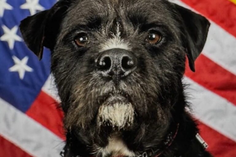 Nashville police dog