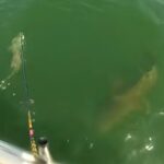 Goliath Grouper