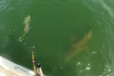 Goliath Grouper