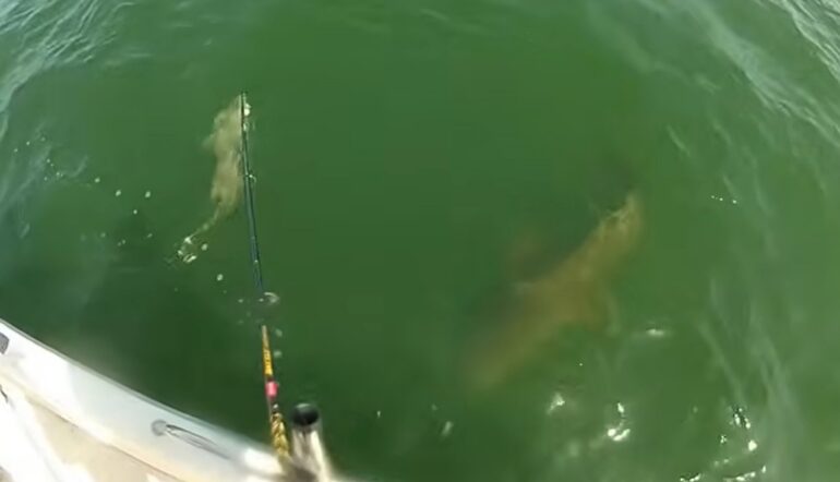 Goliath Grouper