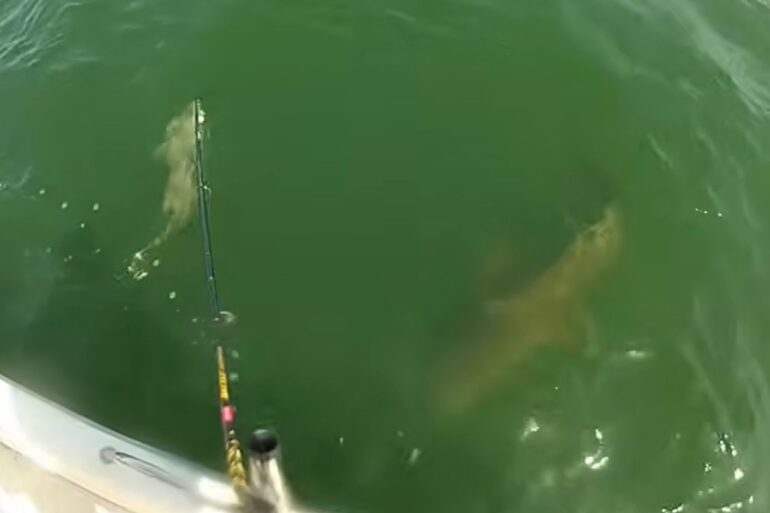 Goliath Grouper