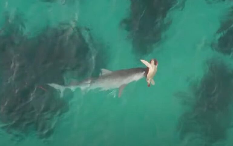 Tiger shark
