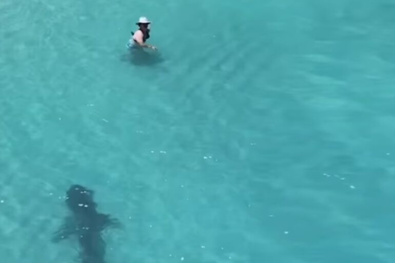 shark drone