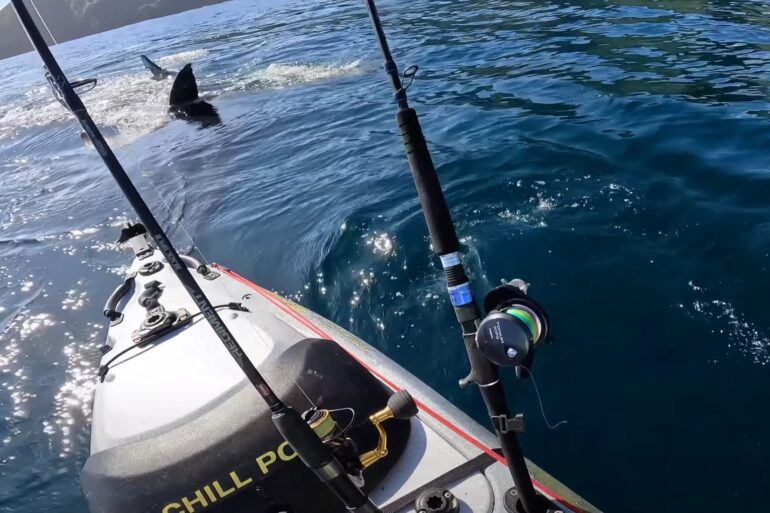 Great white fishing