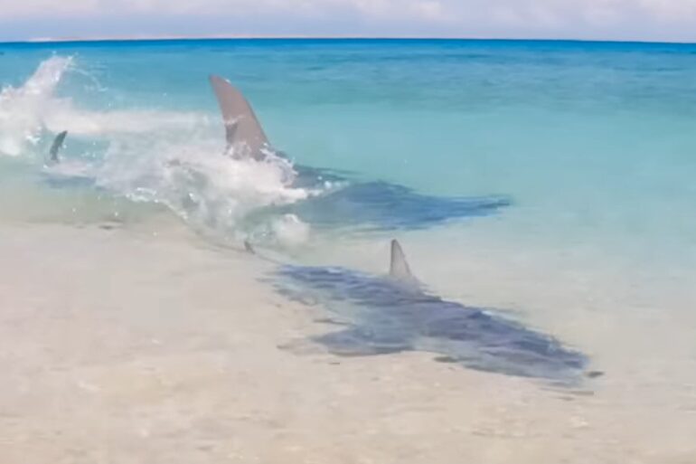 Shark in shallow water