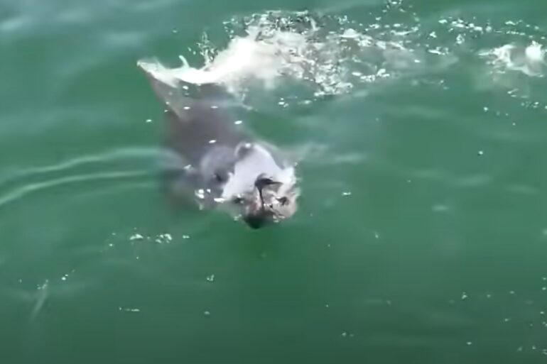 Shark attacks bird