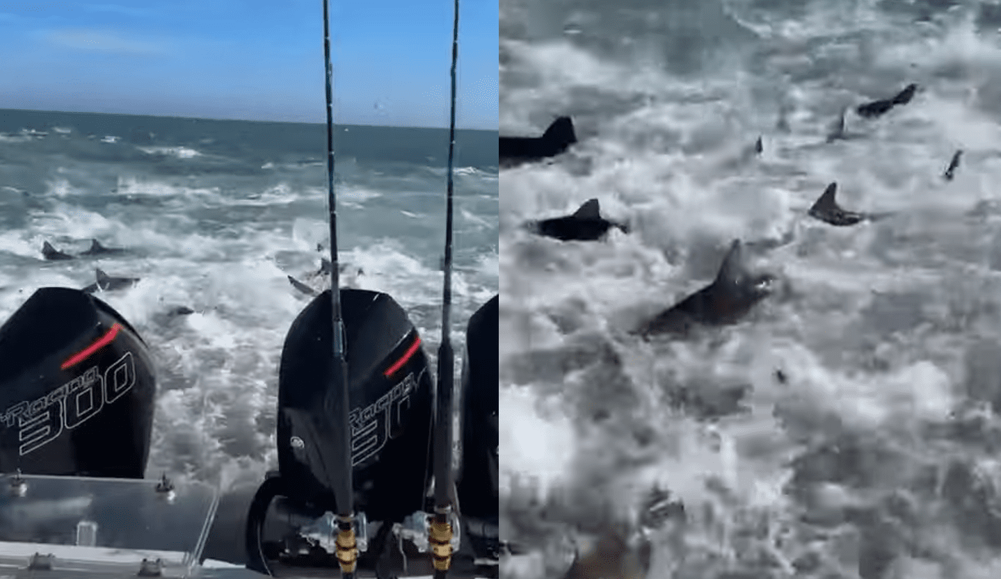 Insane Video Shows Fishing Boat Getting Caught In A Shark Feeding