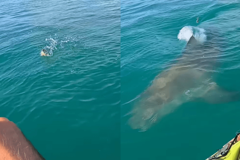 Shark rams kayak