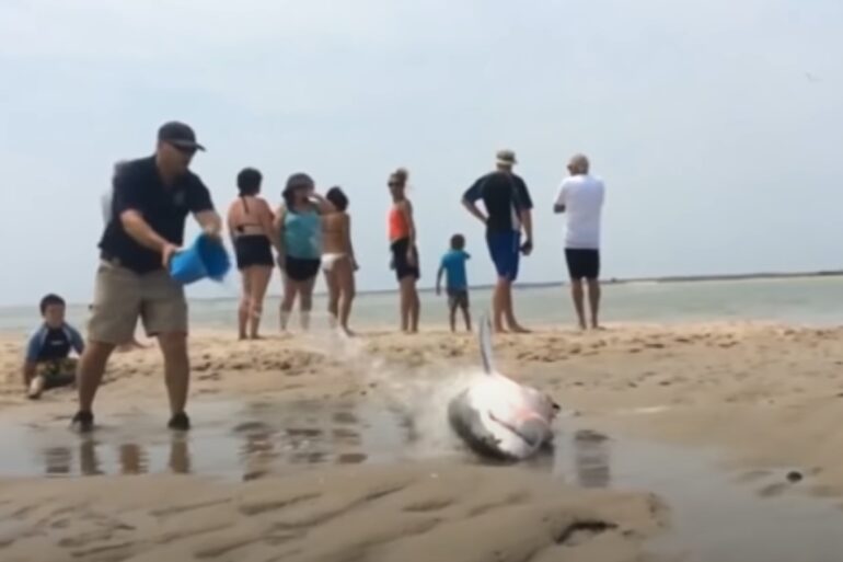 Shark massachusetts