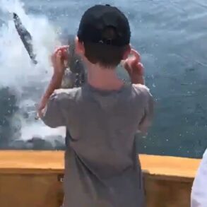 Striper shark