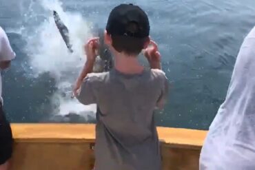 Striper shark
