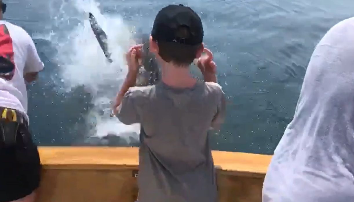Great White Shark Nearly Lands In the Boat Stealing A Striper From Cape Cod Anglers