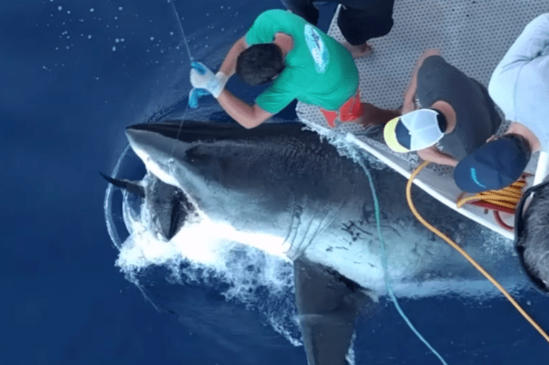Shark tuna