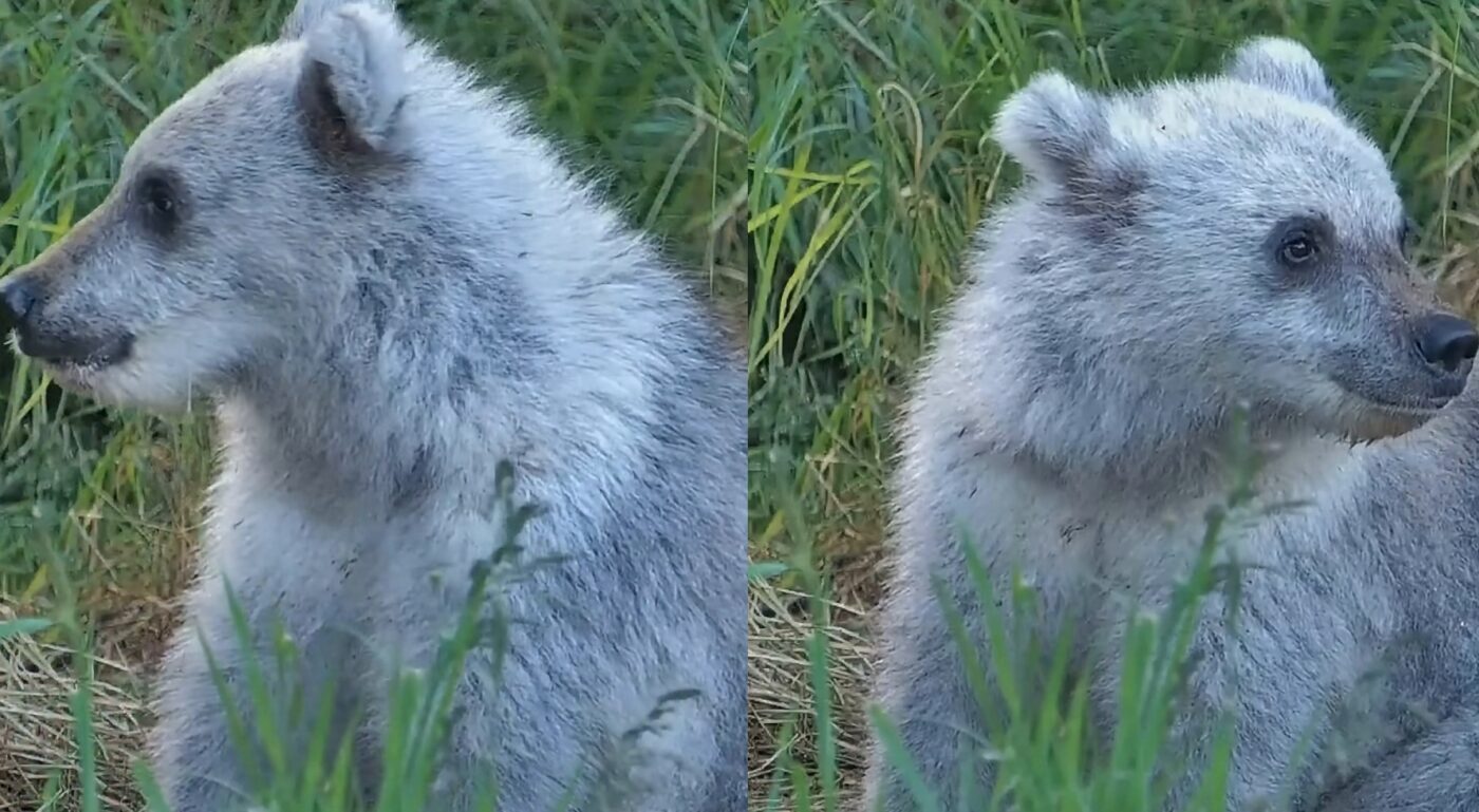 Wildlife Officials Pump the Brakes on Viral “Grolar Bear” Cub Spotted In Katmai National Park