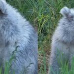 Silver bear