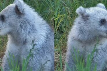 Silver bear