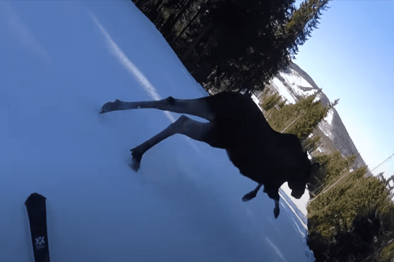 Moose skiing